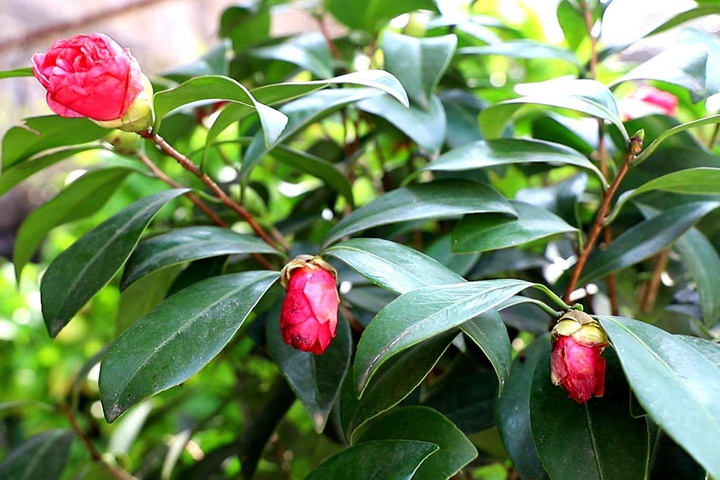 南方冬天開(kāi)花的花卉有哪些？