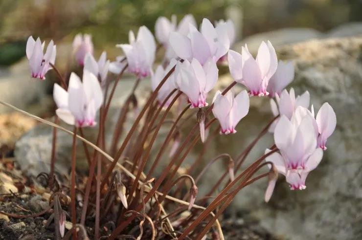 南方冬天開(kāi)花的花卉有哪些？