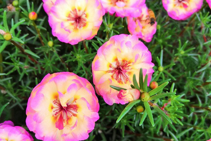 太陽(yáng)花冬天能播種嗎