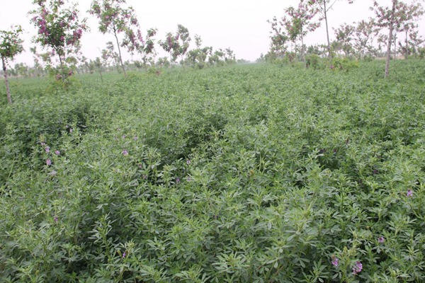 冬天可以種植紫花苜蓿嗎