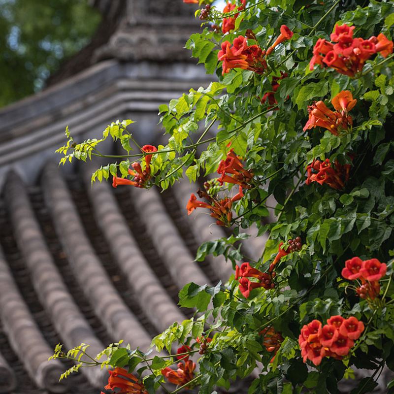 凌霄花在冬天會(huì)死嗎？