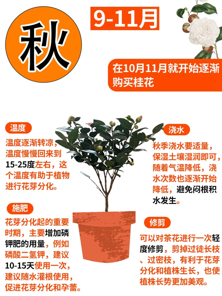 香妃茶花一年開幾次花