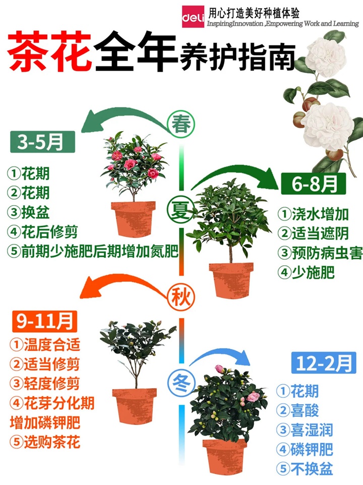 香妃茶花一年開幾次花