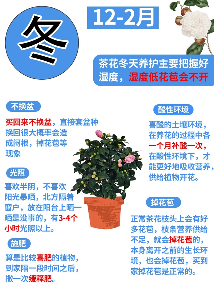 香妃茶花一年開幾次花