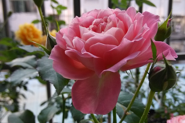 芳香王陽臺(tái)月季優(yōu)缺點(diǎn)