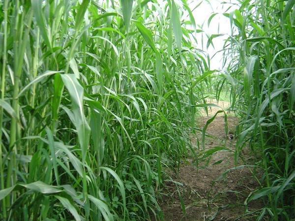 小成本大收益！家庭牧場必種牧草品種