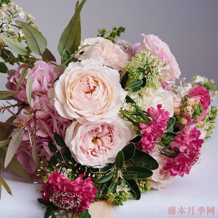 月季凱拉的優(yōu)缺點(diǎn)都有哪些