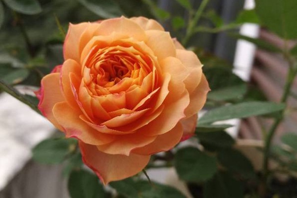 月季芒果浪漫的優(yōu)缺點