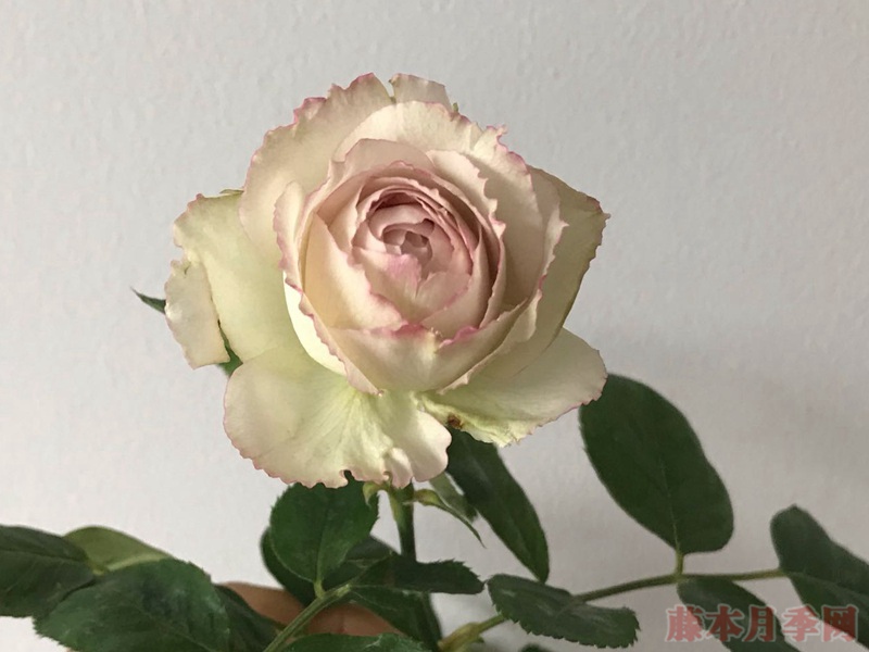月季銀色蕾絲的優(yōu)缺點(diǎn)解析