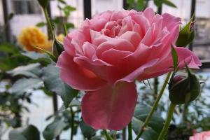芳香王陽臺(tái)月季優(yōu)缺點(diǎn)