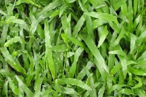 家里怎么養(yǎng)夏威夷草？