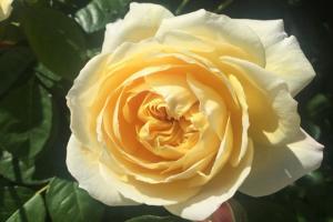 月季歡笑格魯吉亞優(yōu)缺點(diǎn)全解析