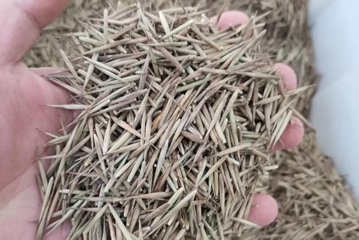 毛竹種子的發(fā)芽秘訣？