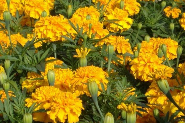 新手也能養(yǎng)的5種秋季開(kāi)花植物
