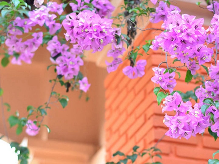 新手也能養(yǎng)的5種秋季開(kāi)花植物