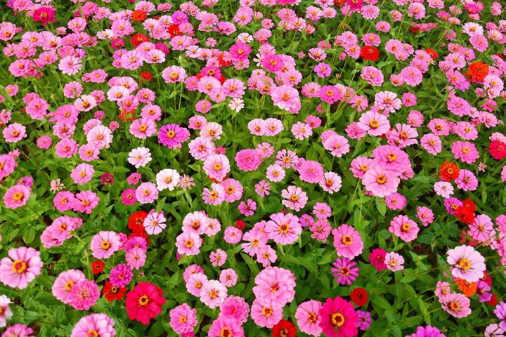 超好養(yǎng)的一年生花卉！陽(yáng)臺(tái)黨必收！