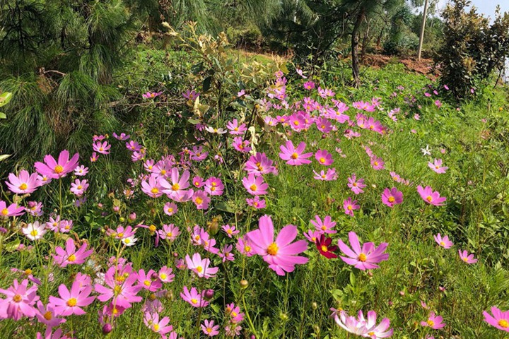 超好養(yǎng)的一年生花卉！陽(yáng)臺(tái)黨必收！