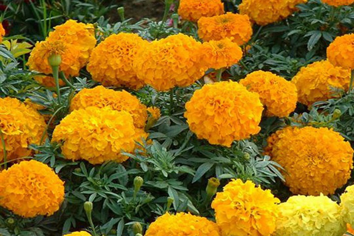 超好養(yǎng)的一年生花卉！陽(yáng)臺(tái)黨必收！