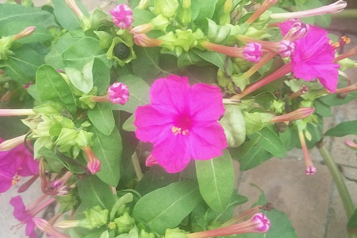 超好養(yǎng)的一年生花卉！陽(yáng)臺(tái)黨必收！