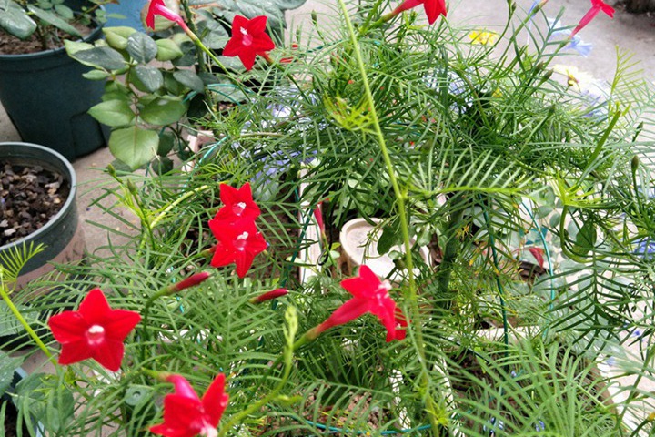 超好養(yǎng)的一年生花卉！陽(yáng)臺(tái)黨必收！