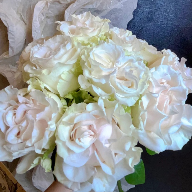 棉花表達 COTTON EXPRESSION