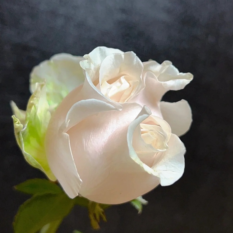棉花表達 COTTON EXPRESSION