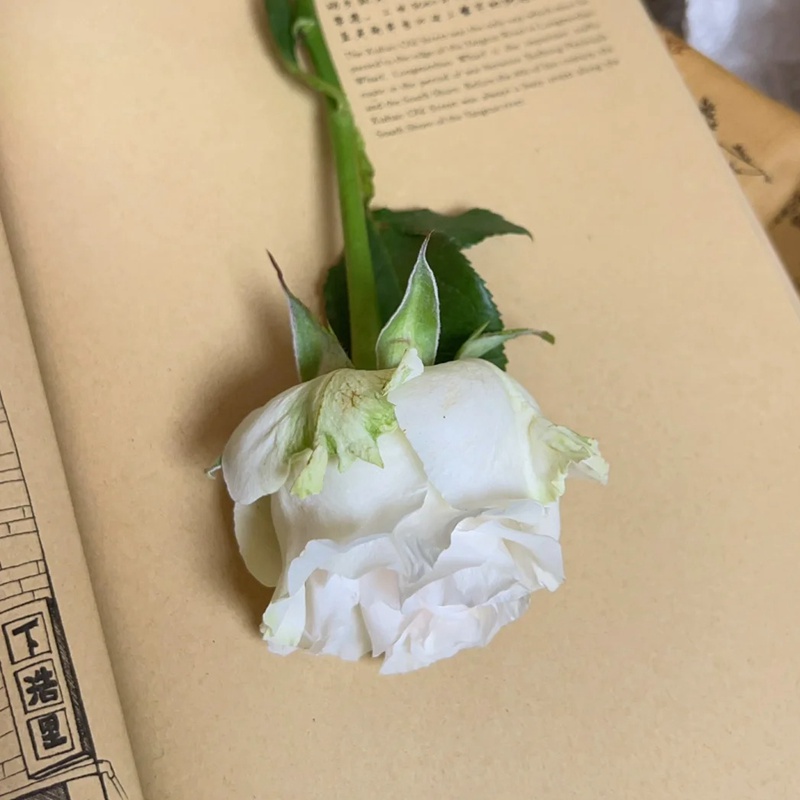 棉花表達 COTTON EXPRESSION