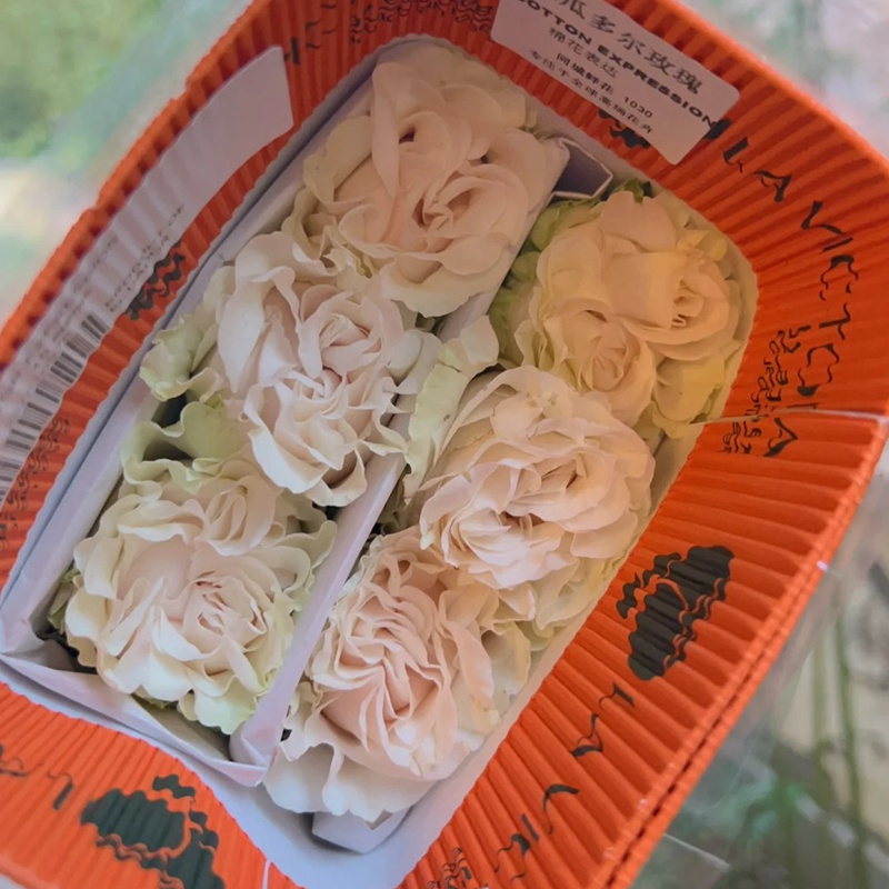 棉花表達 COTTON EXPRESSION