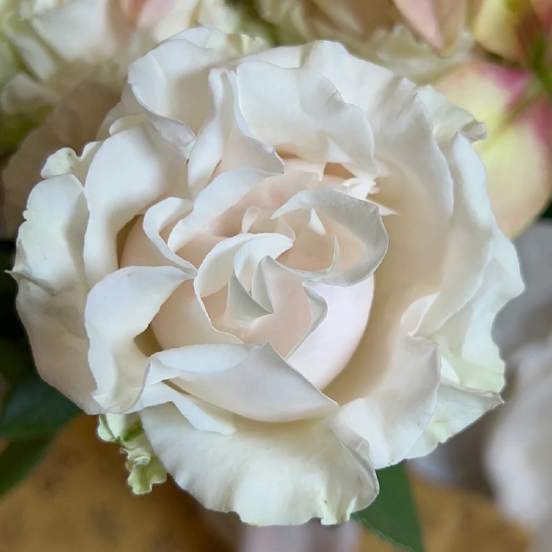 棉花表達 COTTON EXPRESSION