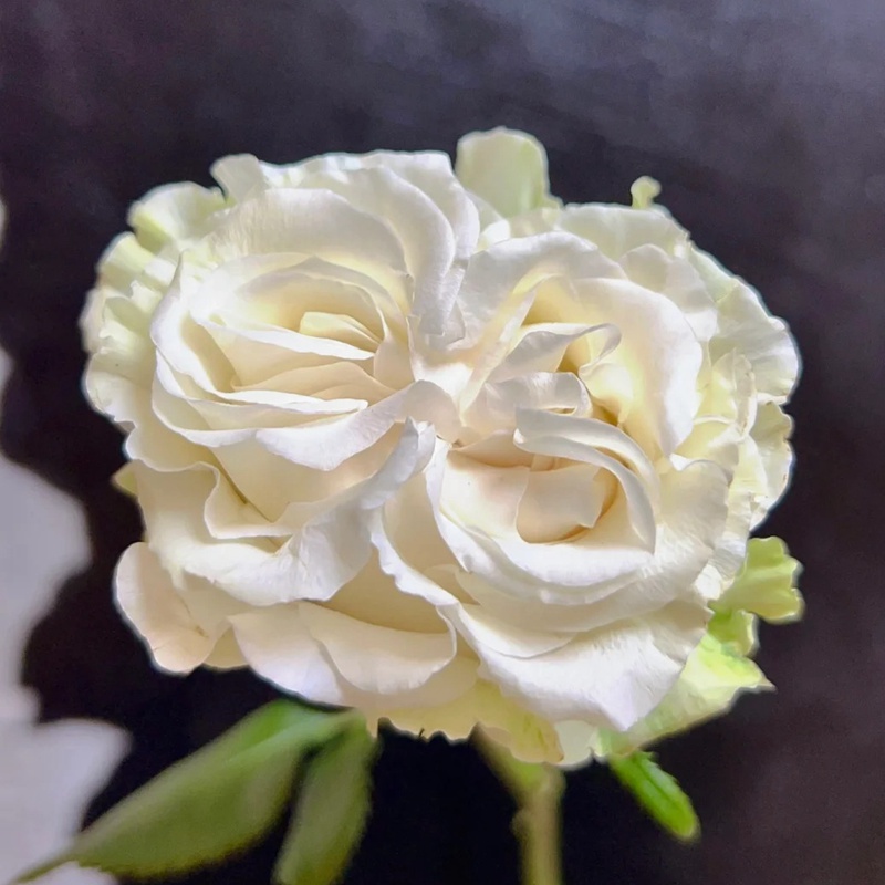 棉花表達 COTTON EXPRESSION