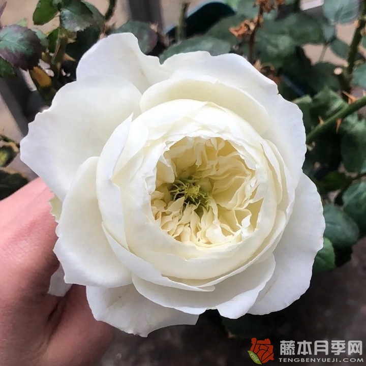 月季冰雪世界優(yōu)缺點全解析