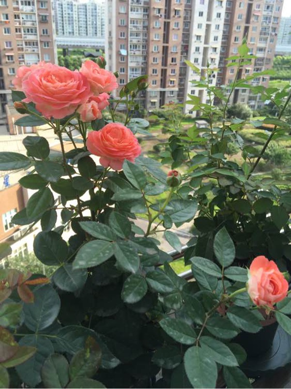 月季諾娃的優(yōu)缺點解析
