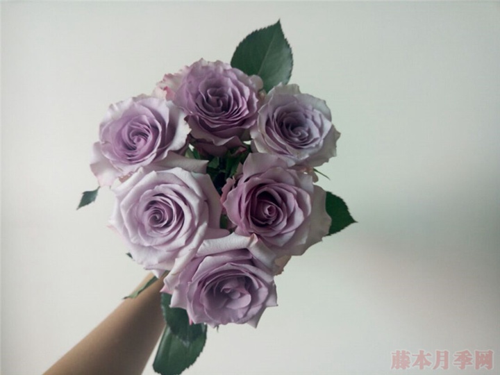 月季紫霞仙子的優(yōu)缺點