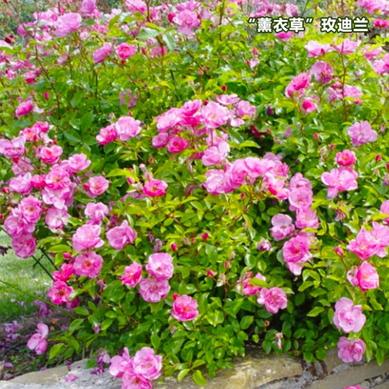 月季薰衣草玫迪蘭優(yōu)缺點(diǎn)全解析