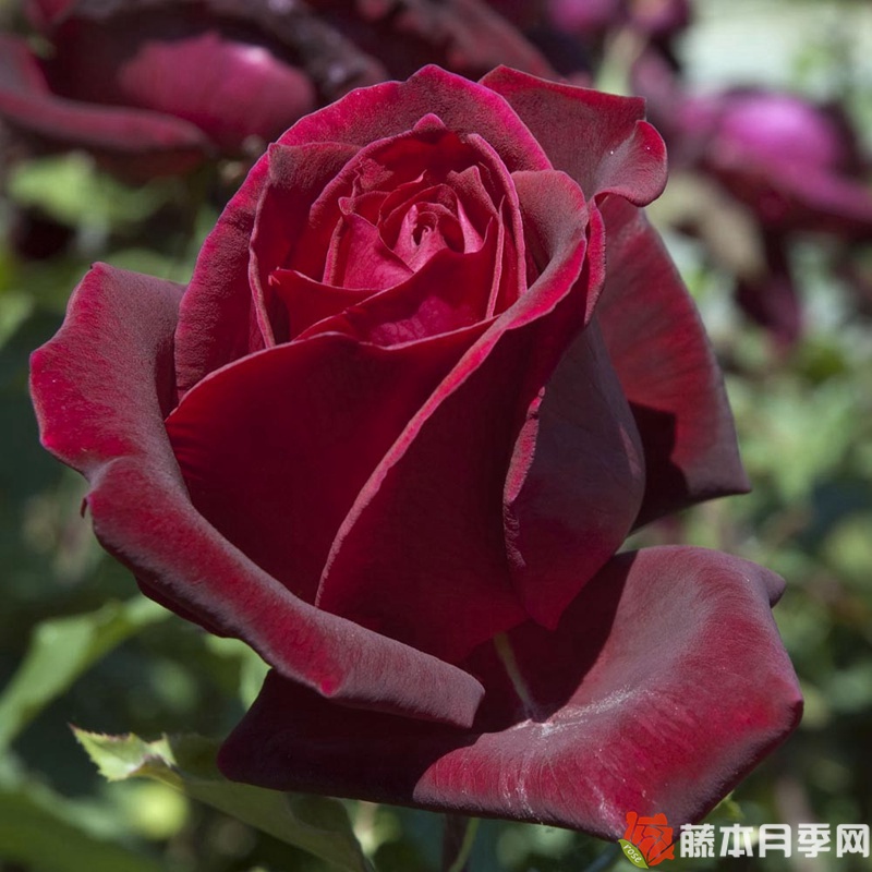 月季玫昂爸爸的優(yōu)缺點(diǎn)分析