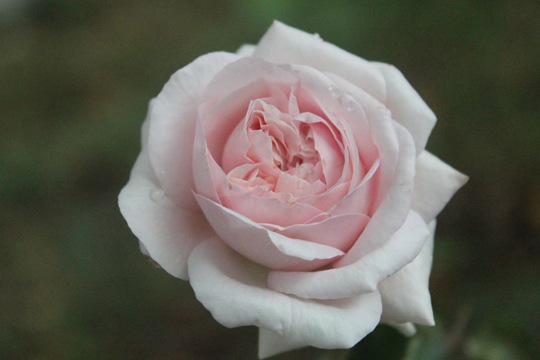 月季伊芙芳香噴泉的優(yōu)缺點(diǎn)