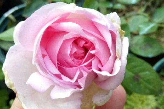月季伊芙芳香噴泉的優(yōu)缺點(diǎn)