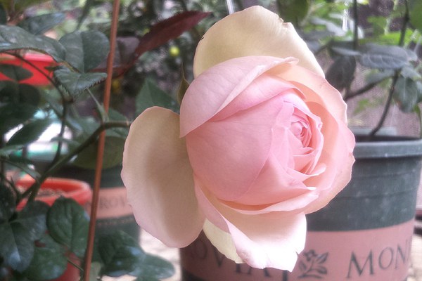 月季蒙娜麗莎優(yōu)缺點(diǎn)解析