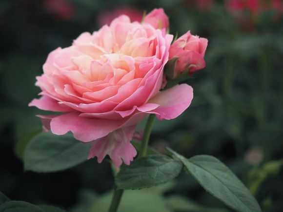 月季優(yōu)絲塔夏·福愛的優(yōu)缺點
