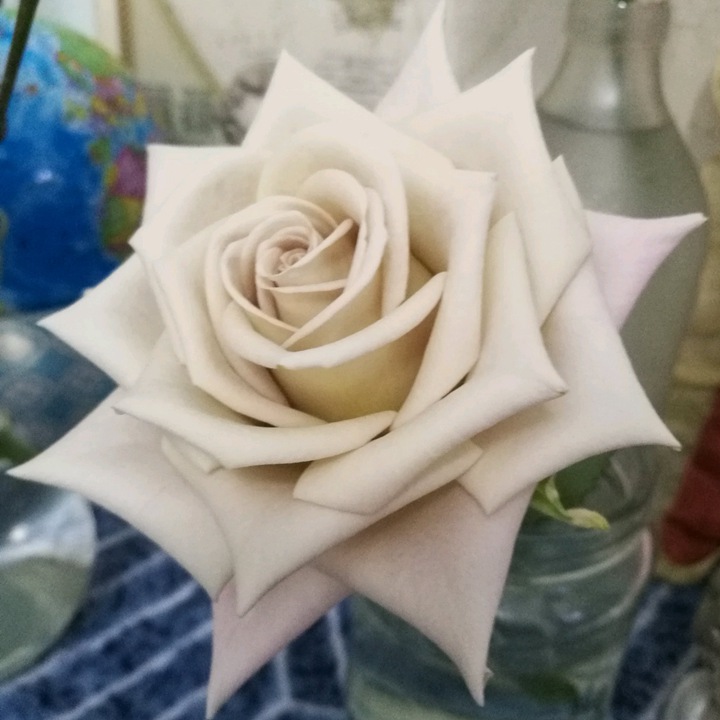 月季曼塔的優(yōu)缺點(diǎn)解析