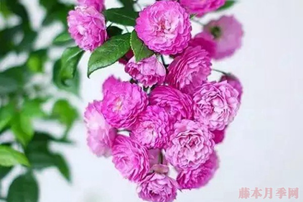 葡萄園之歌的優(yōu)缺點(diǎn)分析