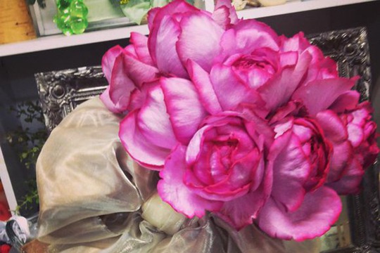 月季伊芙伯爵的優(yōu)缺點