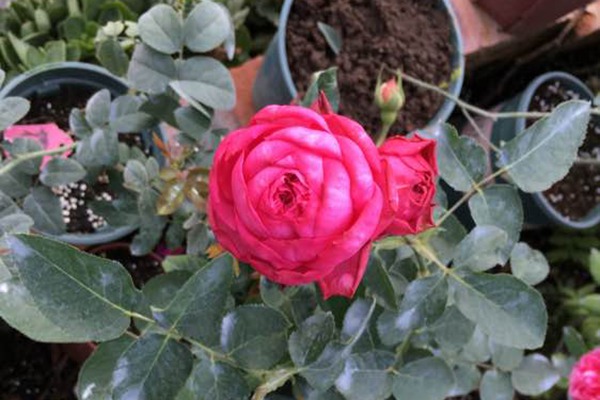 月季伊芙日出的優(yōu)缺點(diǎn)分析