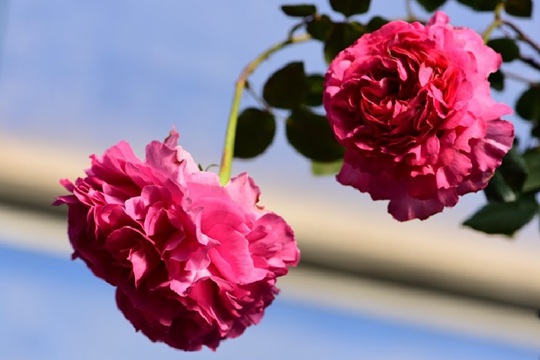 月季伊芙·仙王座優(yōu)缺點解析