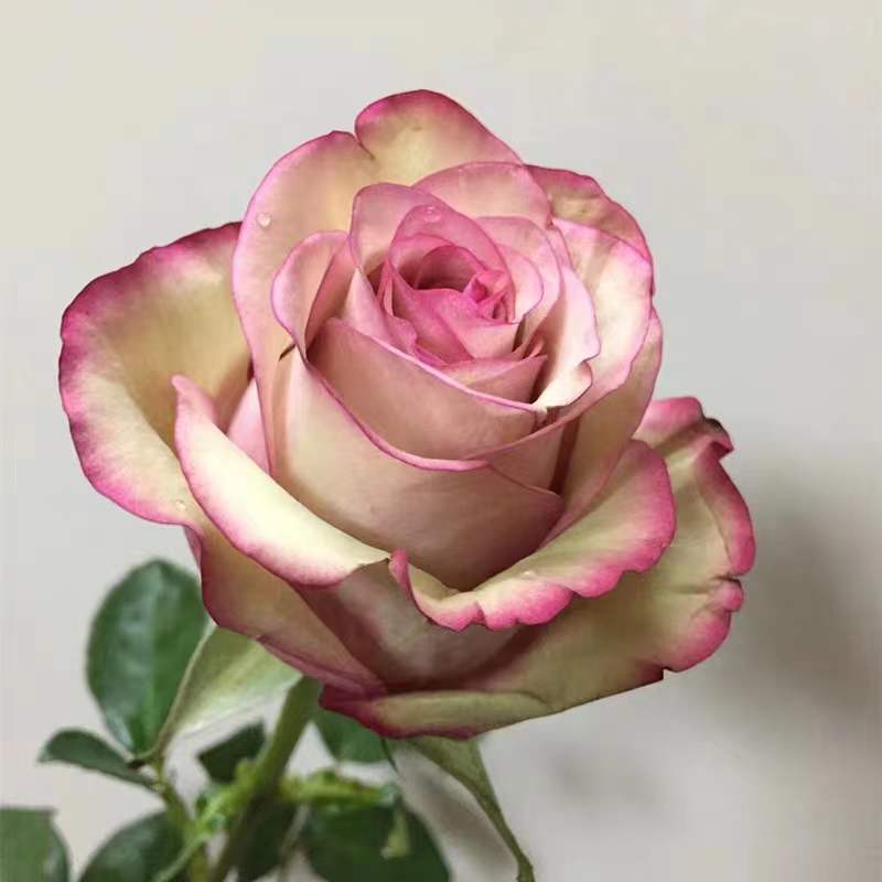 月季紅酒（切花）的優(yōu)缺點(diǎn)