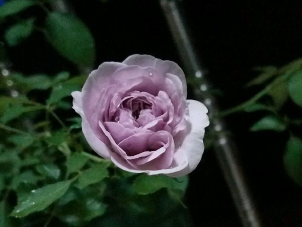 月季藍(lán)色陰雨優(yōu)缺點全解析