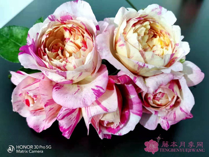 月季愛(ài)杜爾馬奈的優(yōu)缺點(diǎn)分析