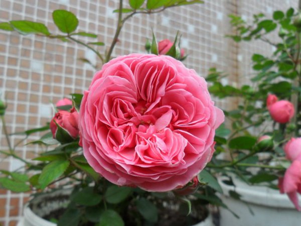 月季粉色達(dá)芬奇的優(yōu)缺點(diǎn)