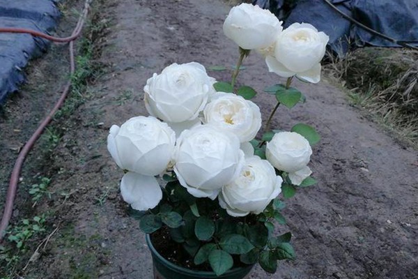 月季伊芙·婚禮之路優(yōu)缺點分析