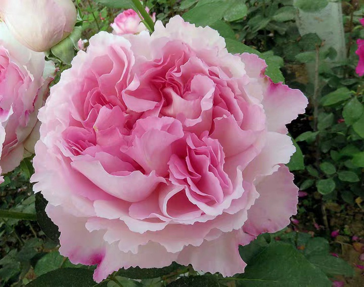 月季伊芙二號的優(yōu)缺點(diǎn)